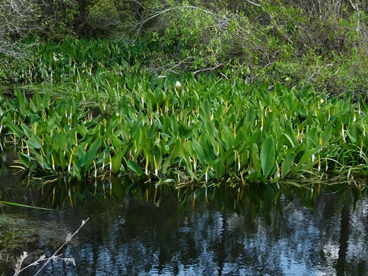 {Orontium aquaticum}
